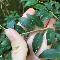 Ilex hayataiana