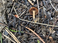 Deconica