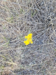 Galatella villosa