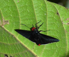 Elbella intersecta