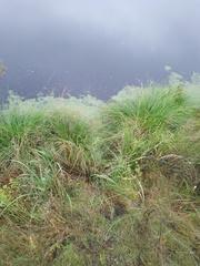 Carex paniculata