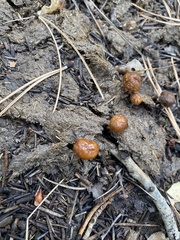 Deconica