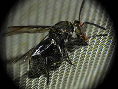 Leucospis