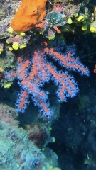Corallium rubrum