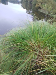 Carex paniculata