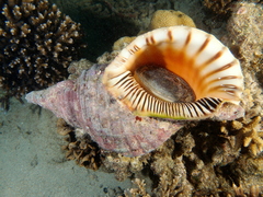 Charonia tritonis