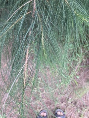Casuarina equisetifolia