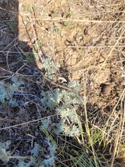 Artemisia austriaca