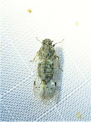 Cixiidae