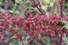 Chenopodium