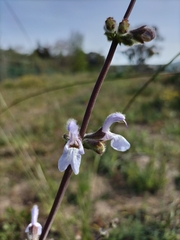 Salvia chamelaeagnea