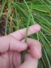 Carex paniculata