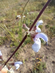 Salvia chamelaeagnea