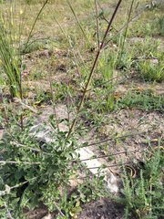 Salvia chamelaeagnea