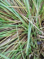 Carex paniculata