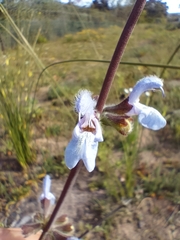 Salvia chamelaeagnea