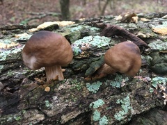 Pluteus