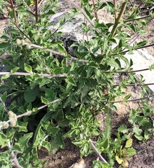 Salvia chamelaeagnea