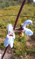 Salvia chamelaeagnea