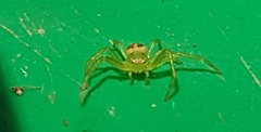 Diaea dorsata