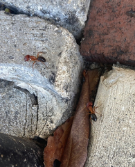 Camponotus floridanus
