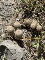 Echinocereus reichenbachii caespitosus