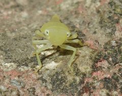 Cicadellidae