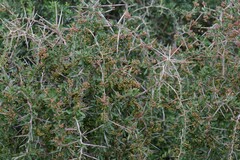 Gymnosporia polyacantha