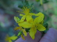 Hypericum