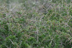 Gymnosporia polyacantha