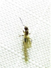 Nylanderia
