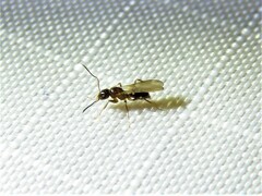 Nylanderia