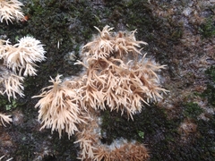 Radulomyces copelandii