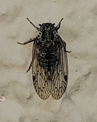 Melanoliarus aridus