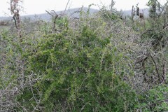 Gymnosporia polyacantha