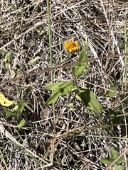 Wedelia hispida