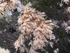 Radulomyces copelandii