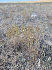 Artemisia pauciflora