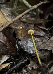 Mycena crocea