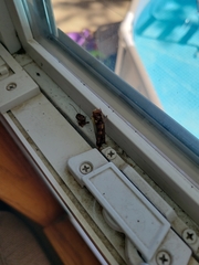 Plodia interpunctella