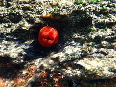 Actinia mediterranea