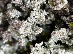 Stereocaulon saxatile