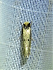 Tinea apicimaculella