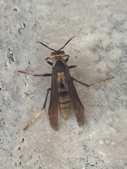 Polistes major major