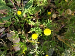 Cotula coronopifolia