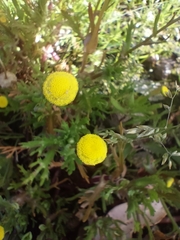 Cotula coronopifolia