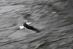 Larus fuscus