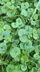 Glechoma hederacea