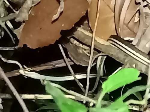 Eastern bronzeback tree snake
