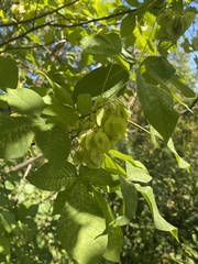 Ptelea trifoliata